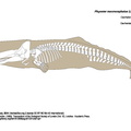Physeter_macrocephalus.pdf