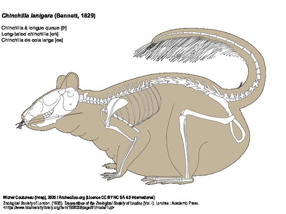 Chinchilla à longue queue