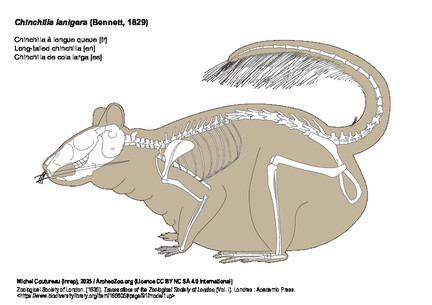 Long-tailed chinchilla