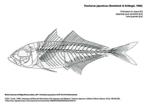 Chinchard du Japon