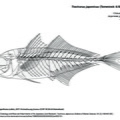 Trachurus_japonicus.pdf