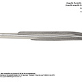 European eel