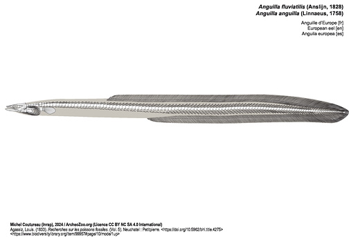 Anguille d’Europe