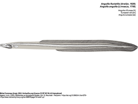 Anguila europea