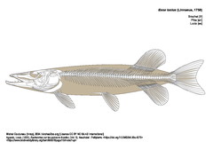 Brochet
