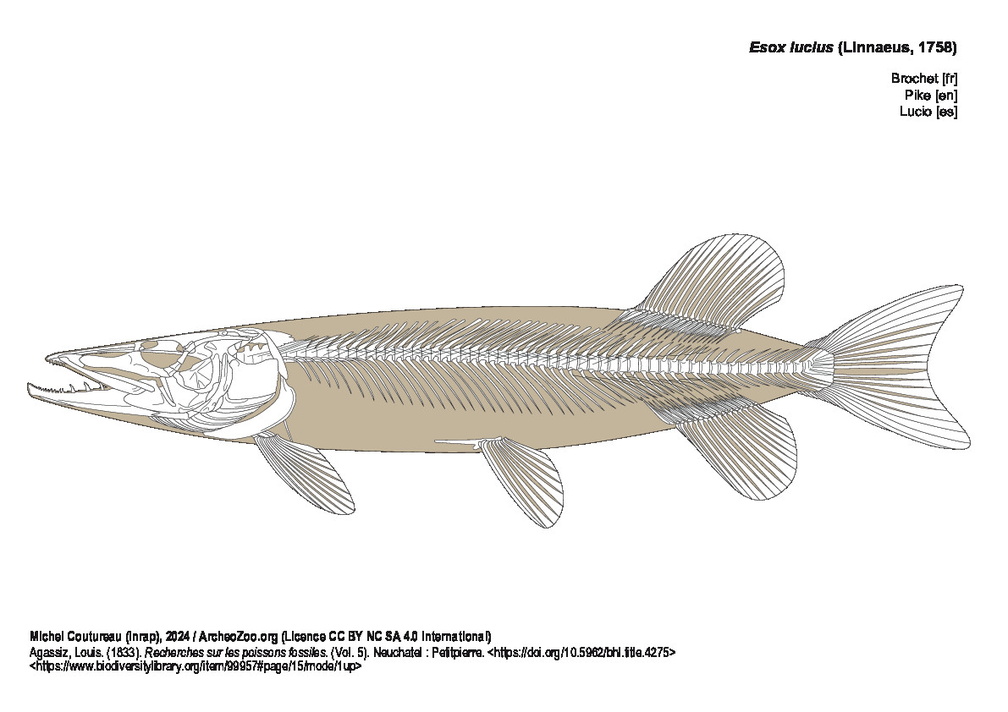 Brochet