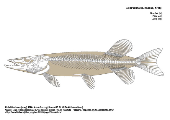 Brochet