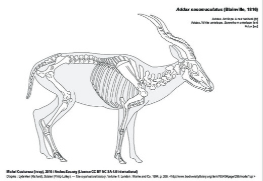 Addax