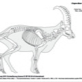 Capra_ibex.pdf