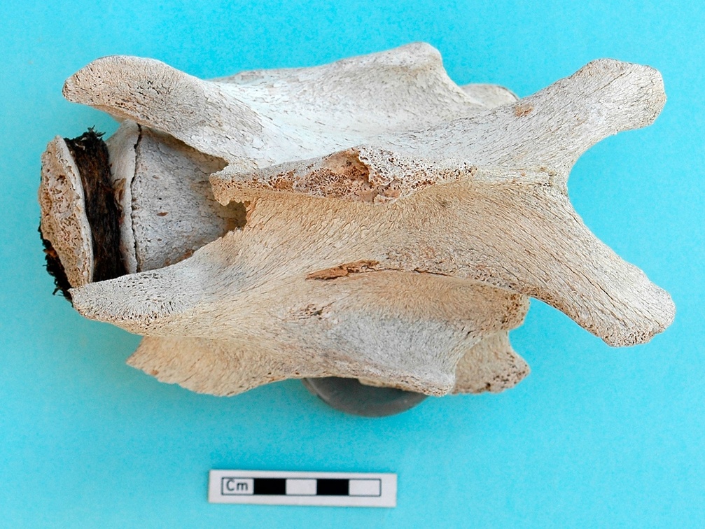 Cervical vertebra: dorsal view (3149 visits) Camelus dromedarius - AdultCollection: Syrian-Japanese mission of Ain el-Kerkh (ed. Akira Tsuneki - ... Cervical vertebra: dorsal view