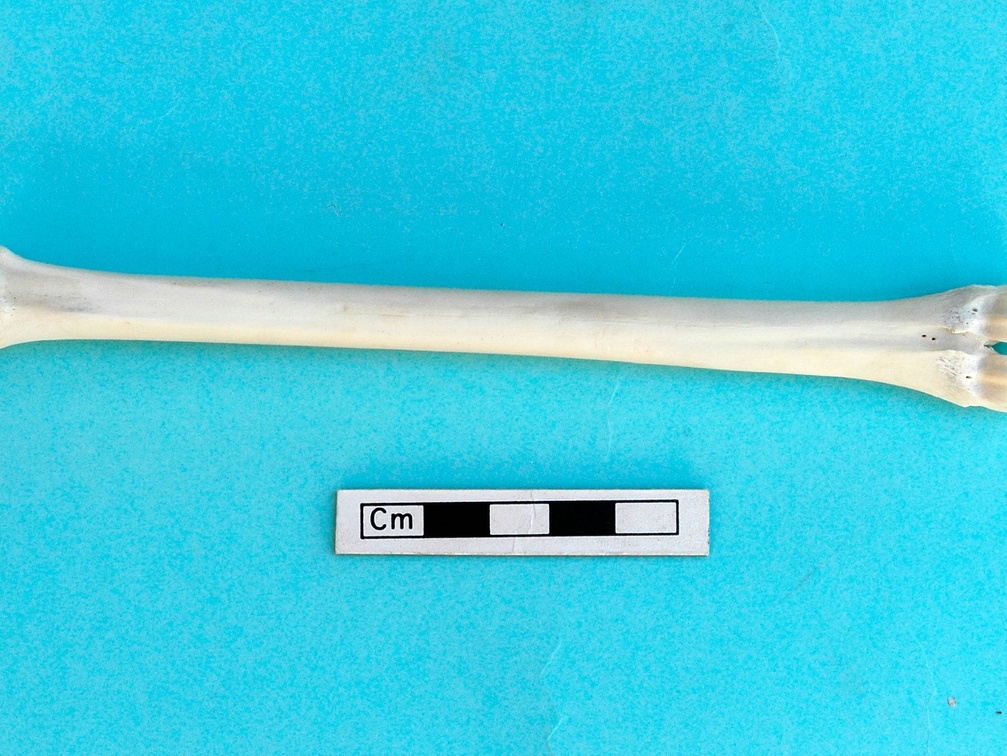 Metatarsus: anterior view (1405 visits) Gazella subgutturosa - Male - Adult - Left elementCollection: Syrian-Japanese mission of Ain el-Kerk... Metatarsus: anterior view