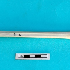 Metatarsus: posterior view (1434 visits) Gazella subgutturosa - Male - Adult - Left elementCollection: Syrian-Japanese mission of Ain el-Kerk... Metatarsus: posterior view