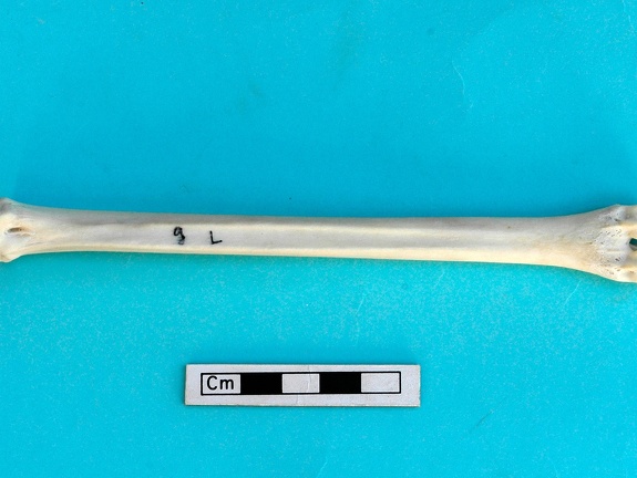 Metatarsus: posterior view (1438 visits) Gazella subgutturosa - Male - Adult - Left elementCollection: Syrian-Japanese mission of Ain el-Kerk... Metatarsus: posterior view