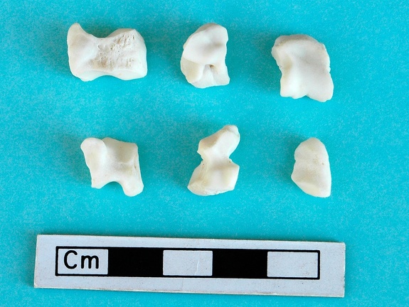 Carpus (11592 visits) Gazella subgutturosa - Male - Adult - Left elementsCollection: Syrian-Japanese mission of Ain el-Ker... Carpus