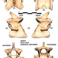 Cervical vertebra (5788 visits)
Cervical vertebra of sheep (Ovis aries)Photo author: Albert Fischer - Date: 27/04/2014.For more in... Cervical vertebra