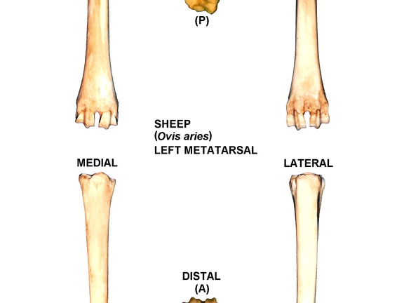 Left metatarsal (2717 visits)
Left metatarsal of sheep (Ovis aries)Photo author: Albert Fischer - Date: 27/04/2014.For more info... Left metatarsal