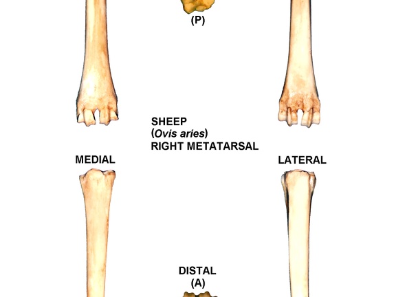 Right metatarsal (2897 visits)
Right metatarsal of sheep (Ovis aries)Photo author: Albert Fischer - Date: 27/04/2014.For more inf... Right metatarsal