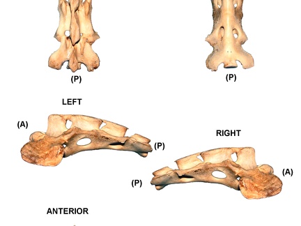 Sacrum (4685 visits)
Sacrum of sheep (Ovis aries)Photo author: Albert Fischer - Date: 27/04/2014.For more information, ... Sacrum