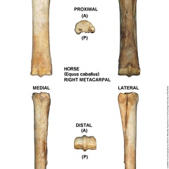 Equus-caballus Metacarpal Right (756 visits) Equus-caballus Metacarpal Right