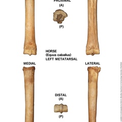 Equus-caballus Metatarsal Left (760 visits) Equus-caballus Metatarsal Left