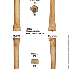 Equus-caballus Metatarsal Right (710 visits) Equus-caballus Metatarsal Right