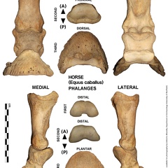 Equus-caballus Phalanges (765 visits) Equus-caballus Phalanges