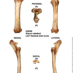 Equus-caballus Radius-Ulna Left (794 visits) Equus-caballus Radius-Ulna Left