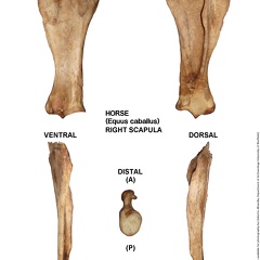 Equus-caballus Scapula Right (727 visits) Equus-caballus Scapula Right