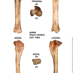 Equus-caballus Tibia Left (746 visits) Equus-caballus Tibia Left