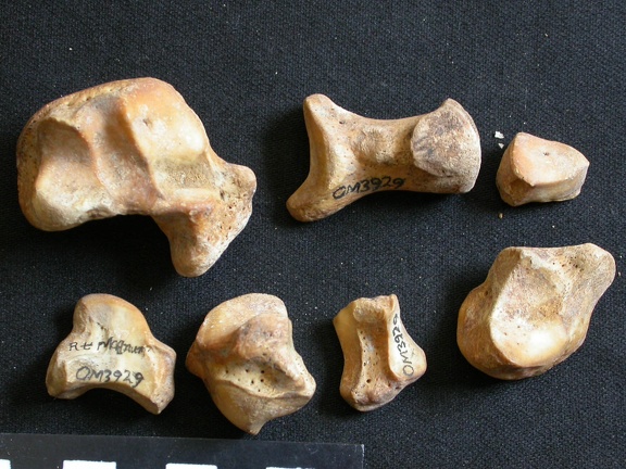 Carpus (100234 visits) Ursus arctos - Female - Young adult - Right elementsCollection: Department d'Osteology of National ... Carpus