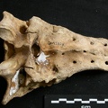 Sacrum (2000 visits) Ursus arctos - Female - Young adultCollection: Department d'Osteology of National Museum of Kenya, ... Sacrum
