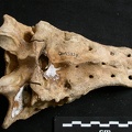 Sacrum (1815 visits) Ursus arctos - Female - Young adultCollection: Department d'Osteology of National Museum of Kenya, ... Sacrum