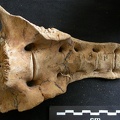 Sacrum (1907 visits) Ursus arctos - Female - Young adultCollection: Department d'Osteology of National Museum of Kenya, ... Sacrum