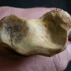 Tibia: distal part (49854 visits) Ursus arctos - Female - Young adult - Right elementCollection: Department d'Osteology of National M... Tibia: distal part