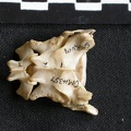 Sacrum (1429 visits) Canis mesomelas - Male - AdultCollection: Department d'Osteology of National Museum of Kenya, Nairo... Sacrum