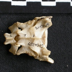 Sacrum (1429 visits) Canis mesomelas - Male - AdultCollection: Department d'Osteology of National Museum of Kenya, Nairo... Sacrum