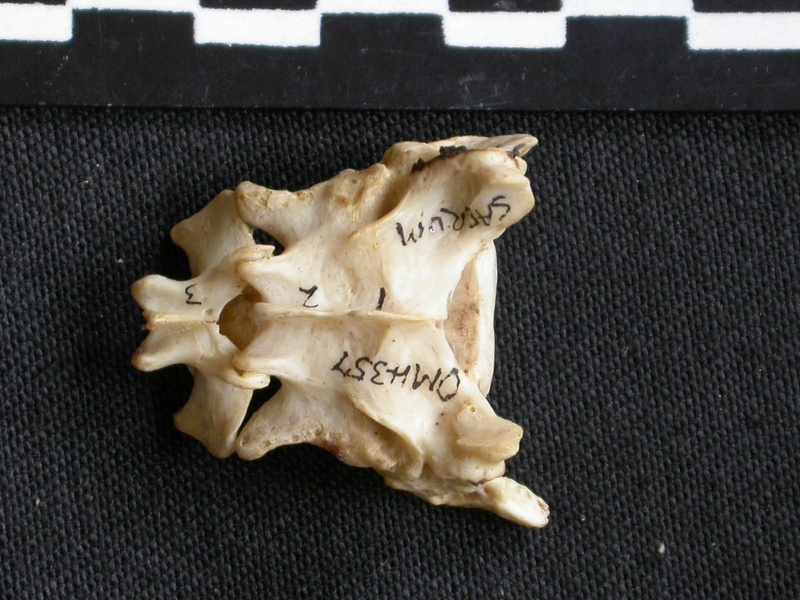 Sacrum (1417 visits) Canis mesomelas - Male - AdultCollection: Department d'Osteology of National Museum of Kenya, Nairo... Sacrum