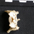 Sacrum (1429 visits) Canis mesomelas - Male - AdultCollection: Department d'Osteology of National Museum of Kenya, Nairo... Sacrum