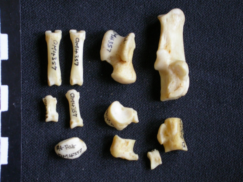 Tarsus and phalanges (20118 visits) Canis mesomelas - Male - Adult - Right elementsCollection: Department d'Osteology of National Museu... Tarsus and phalanges