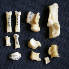 Tarsus and phalanges (20119 visits) Canis mesomelas - Male - Adult - Right elementsCollection: Department d'Osteology of National Museu... Tarsus and phalanges