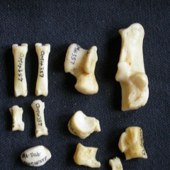 Tarsus and phalanges (18770 visits) Canis mesomelas - Male - Adult - Right elementsCollection: Department d'Osteology of National Museu... Tarsus and phalanges