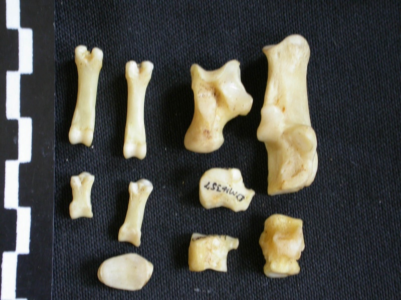 Tarsus and phalanges (18562 visits) Canis mesomelas - Male - Adult - Right elementsCollection: Department d'Osteology of National Museu... Tarsus and phalanges