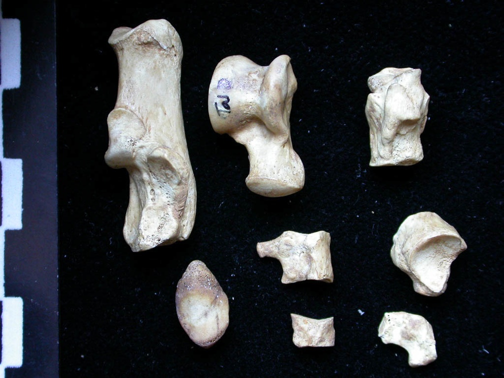 Tarsus (7906 visits) Vulpes vulpes - Young adult - Right elementsCollection: Maison Méditerranéenne des Sciences de l'... Tarsus