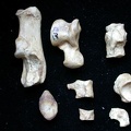 Tarsus (7906 visits) Vulpes vulpes - Young adult - Right elementsCollection: Maison Méditerranéenne des Sciences de l'... Tarsus