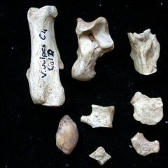 Tarsus (7998 visits) Vulpes vulpes - Young adult - Right elementsCollection: Maison Méditerranéenne des Sciences de l'... Tarsus