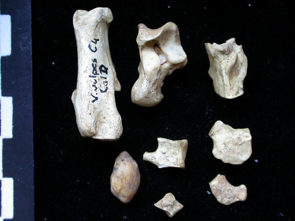 Tarsus (7998 visits) Vulpes vulpes - Young adult - Right elementsCollection: Maison Méditerranéenne des Sciences de l'... Tarsus