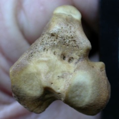 Tibia: proximale part (1310 visits) Vulpes vulpes - Young adult - Right elementCollection: Maison Méditerranéenne des Sciences de l'H... Tibia: proximale part