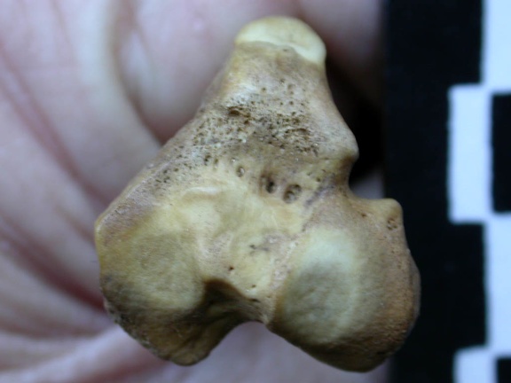 Tibia: proximale part (1313 visits) Vulpes vulpes - Young adult - Right elementCollection: Maison Méditerranéenne des Sciences de l'H... Tibia: proximale part