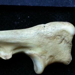 Ulna: proximale part (1412 visits) Vulpes vulpes - Young adult - Right elementCollection: Maison Méditerranéenne des Sciences de l'H... Ulna: proximale part