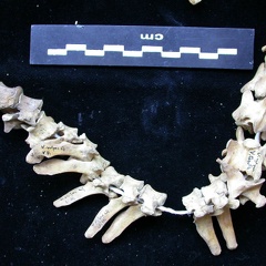 Vertebrae (2730 visits) Vulpes vulpes - Young adultCollection: Maison Méditerranéenne des Sciences de l'Homme (MMSH) / Br... Vertebrae